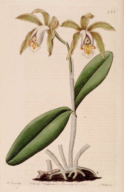 Illustration of Cattleya forbesii by Jams  Watts